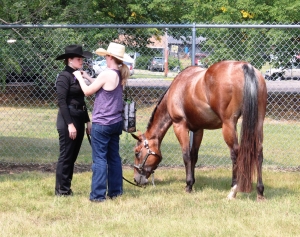 Multiple horse shows were part of the Sauk County Fair last week.